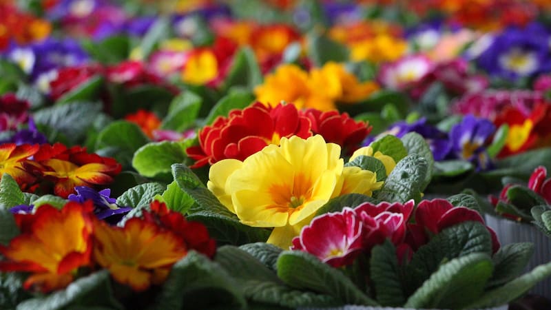 Hay muchas variedades de plantas florales, así que es importante elegir las adecuadas para el clima y la iluminación de tu hogar.