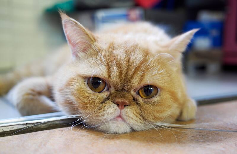 Gato exótico, la raza que inspiró a Garfield. Foto: Wikimedia.