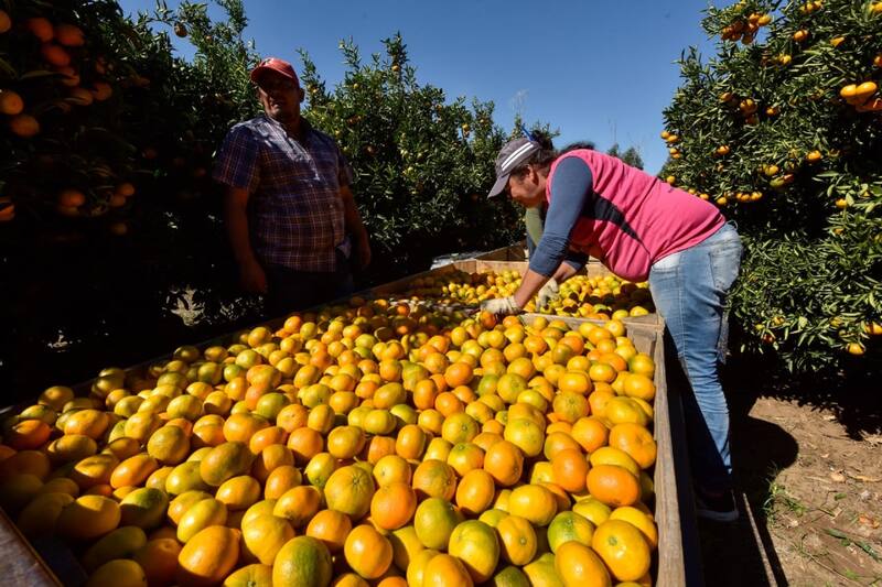 Producción de naranjas. Fuente: Archivo.
