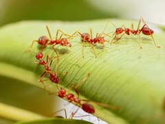 Alerta en todo el país por la llegada de esta nueva especie pequeña pero muy peligrosa: su picadura puede causar ceguera