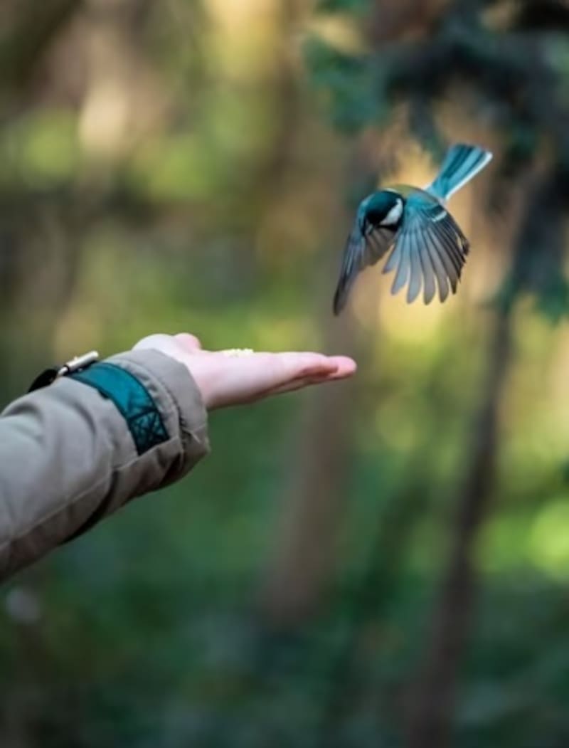 Significado de las aves. Fuente: Freepik.