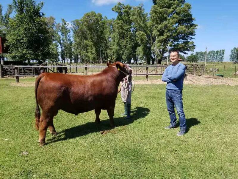 Weiyin YANG en el establecimiento El Encuentro, en la provincia de Buenos Aires. Fotos: Garruchos.