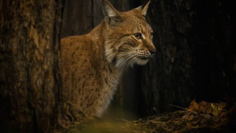 Esta especie autóctona y legendaria será reintroducida en Madrid: ya hay fecha.