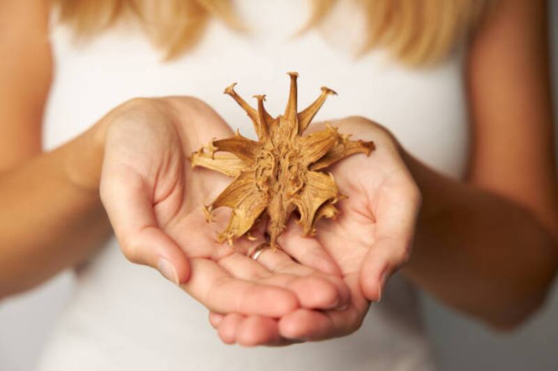 El Harpagófito es una planta medicinal que protege a los huesos y se utiliza en la medicina natural. Fuente: iStock.