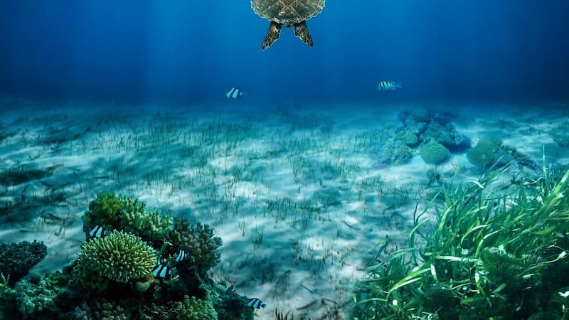 Hallan nuevas especies en Australia nunca antes vistas: el descubrimiento que podría cambiar todo lo que sabemos del mundo animal.