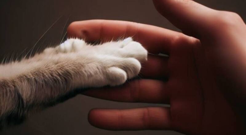 La enfermedad que más gatos domésticos acaba | Es silenciosa y cuando llega es fulminante.