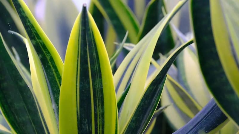 Uno de los mejores lugares para atraer la buena suerte y energía según el Feng Shui es en la entrada de tu hogar