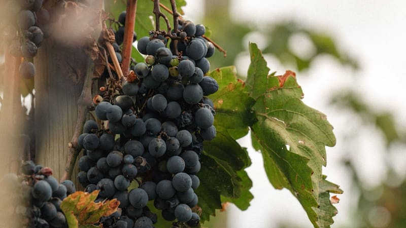 <div class="migrated-promo-image__description"><div class="migrated-promo-image__source">Fuente: Cortesía Bodega Dante Robino</div></div>