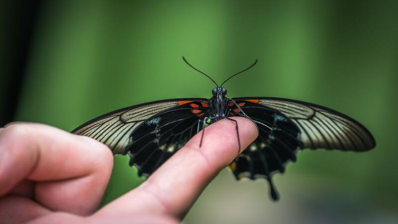 <div class="migrated-promo-image__description"><div class="migrated-promo-image__source">Fuente: Pexels</div></div>