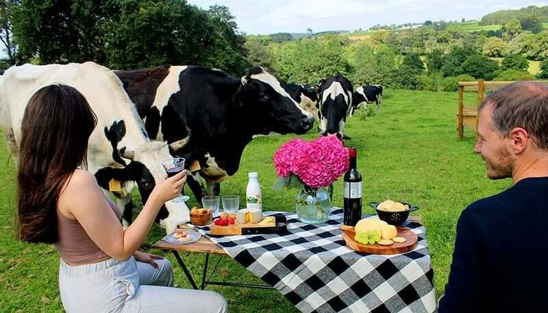 Ofertas Laborales: la granja rural Casa Grande Xanceda busca creadores de contenidos para subir a la web en el marco del Día Internacional de la Leche. (Foto: Twitter @xanceda).