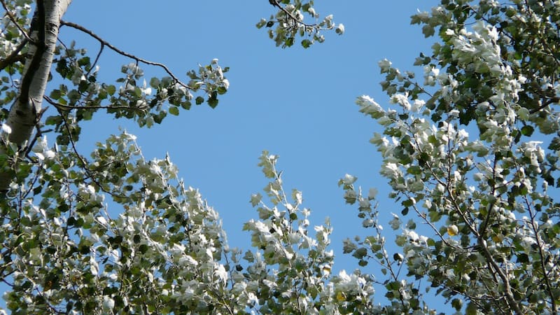 Las hojas de árbol con una "potente acción antiinflamatoria" que ayudan a curar contusiones y golpes.