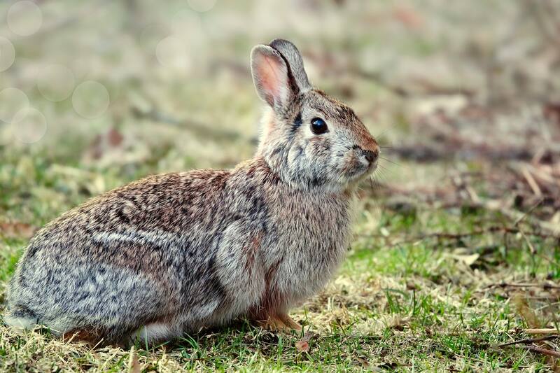 La comunidad científica destaca la importancia del hallazgo y sugiere reforzar la protección de hábitats en Latinoamérica. (Foto: Pixabay)