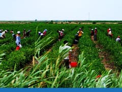 La reacción del campo