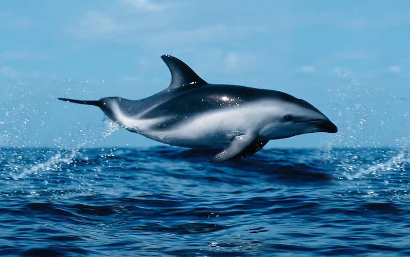 El delfín, con una memoria excepcionalmente duradera, puede reconocer a compañeros incluso después de largos períodos, revelando la profundidad de sus capacidades cognitivas (Fuente: archivo)