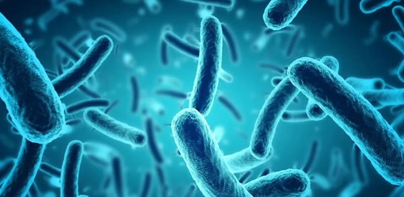 Que es la shigella, la bacteria que mató a dos hombres en Berazategui