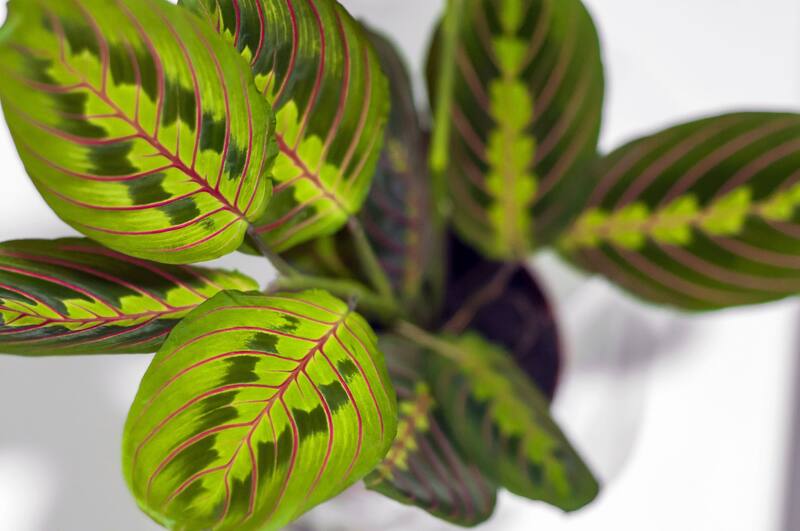 La Maranta leuconera es ideal para quienes buscan un toque exótico en sus interiores. (Foto: Freepik.es)