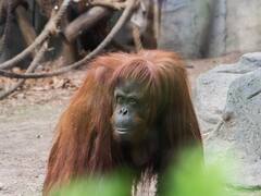 La Ciudad gastará más de $ 5 millones en "liberar" a Sandra, la orangutana