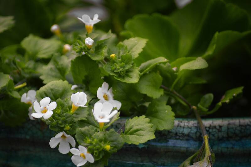 La bacopa es una hierba segura y eficaz que puede ofrecer beneficios para la salud del cerebro. (Fuente: Freepik).