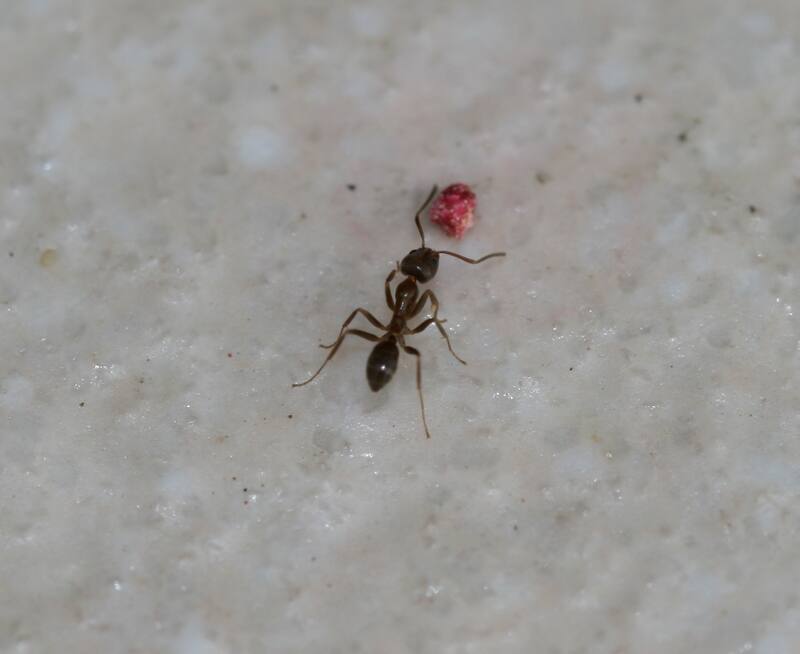 La hormiga argentina, también llamada hormiga negra. (Wikimedia Commons - S. Rae from Scotland, UK)