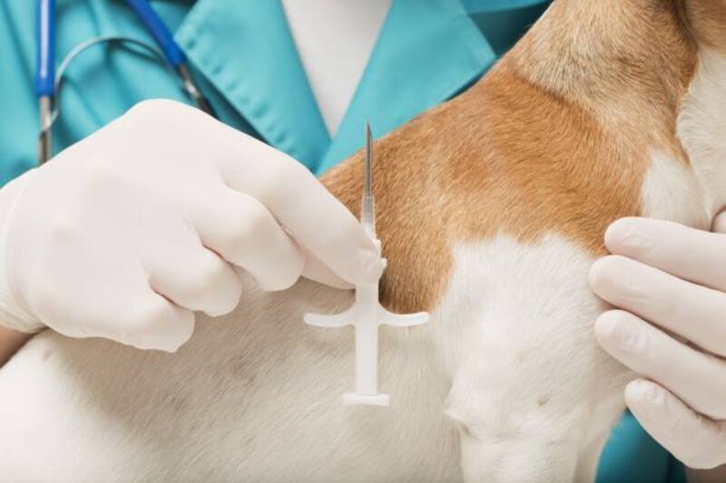 Los animales deben cumplir con todos los requisitos para poder ingresar. Fuente: Archivo