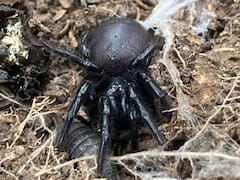 La araña más letal del mundo no es una especie única: expertos revelan que se trataría de "varias especies"