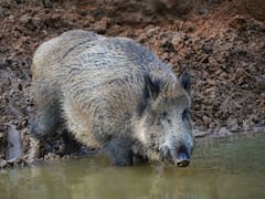 Alerta máxima en España y Portugal: científicos descubren que los jabalíes transmiten un parásito que afecta a los seres humanos
