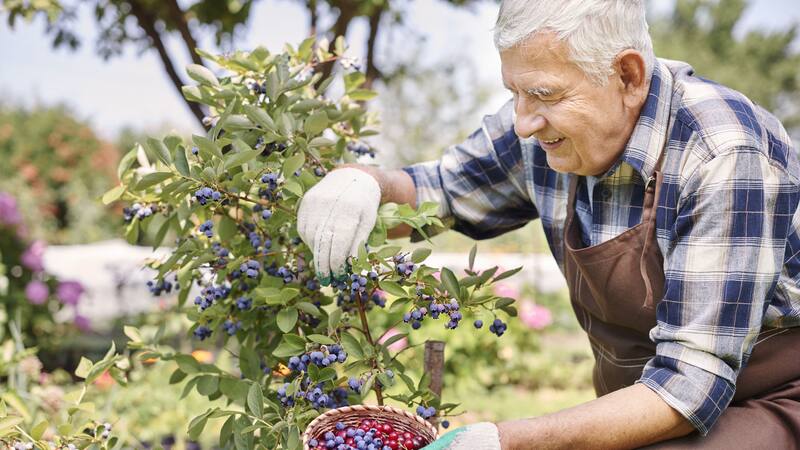 Comer arándanos puede ser una estrategia simple para apoyar la salud y función cerebral.