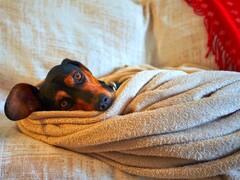 Ola de frío polar: dónde deben dormir los perros con las bajas temperaturas, lo recomiendan los veterinarios