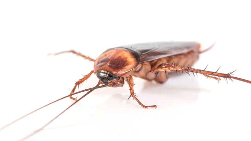 Este animal microscópico ha soportado temperaturas de hasta -200°C y 150°C sin sufrir daños.