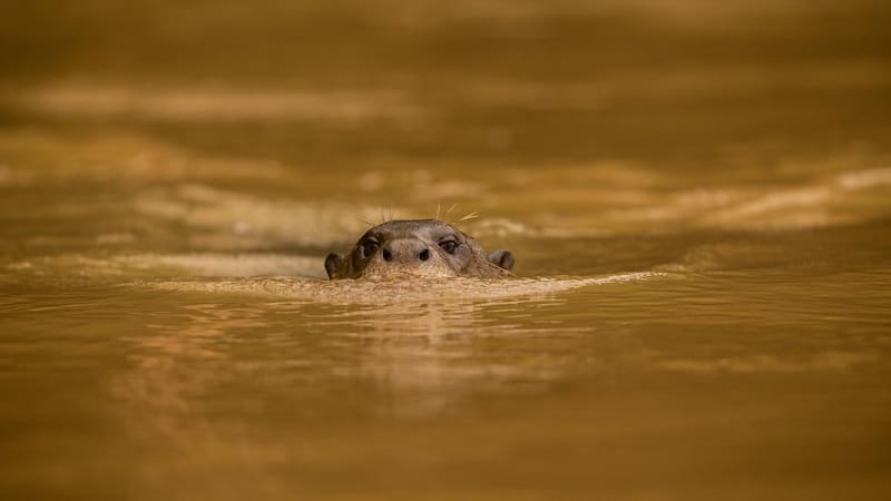 Esta nación sudamericana es el hogar de 4 de las 7 especies que existen de este mamífero en América.