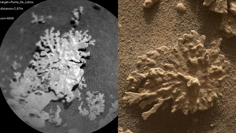 Marte guarda secretos: la NASA descubrió un coral en este planeta que desafía toda lógica - El Cronista