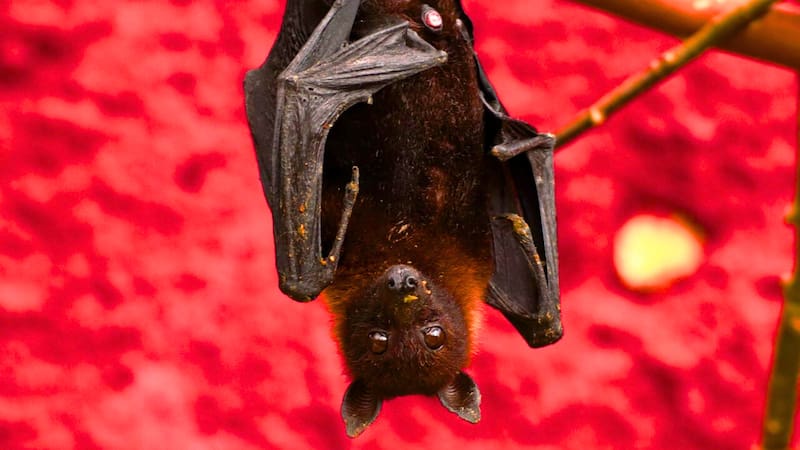 Los perros son los portadores más conocidos de la rabia, pero no son los únicos que pueden transmitir la enfermedad a los humanos. (Foto: Pixabay)