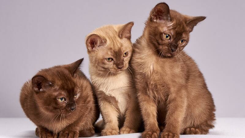 <div class="migrated-promo-image__description"><div class="migrated-promo-image__source">Fuente: Pixabay</div></div>