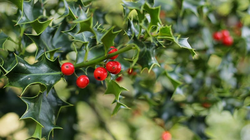 Conocé más detalles sobre esta planta.