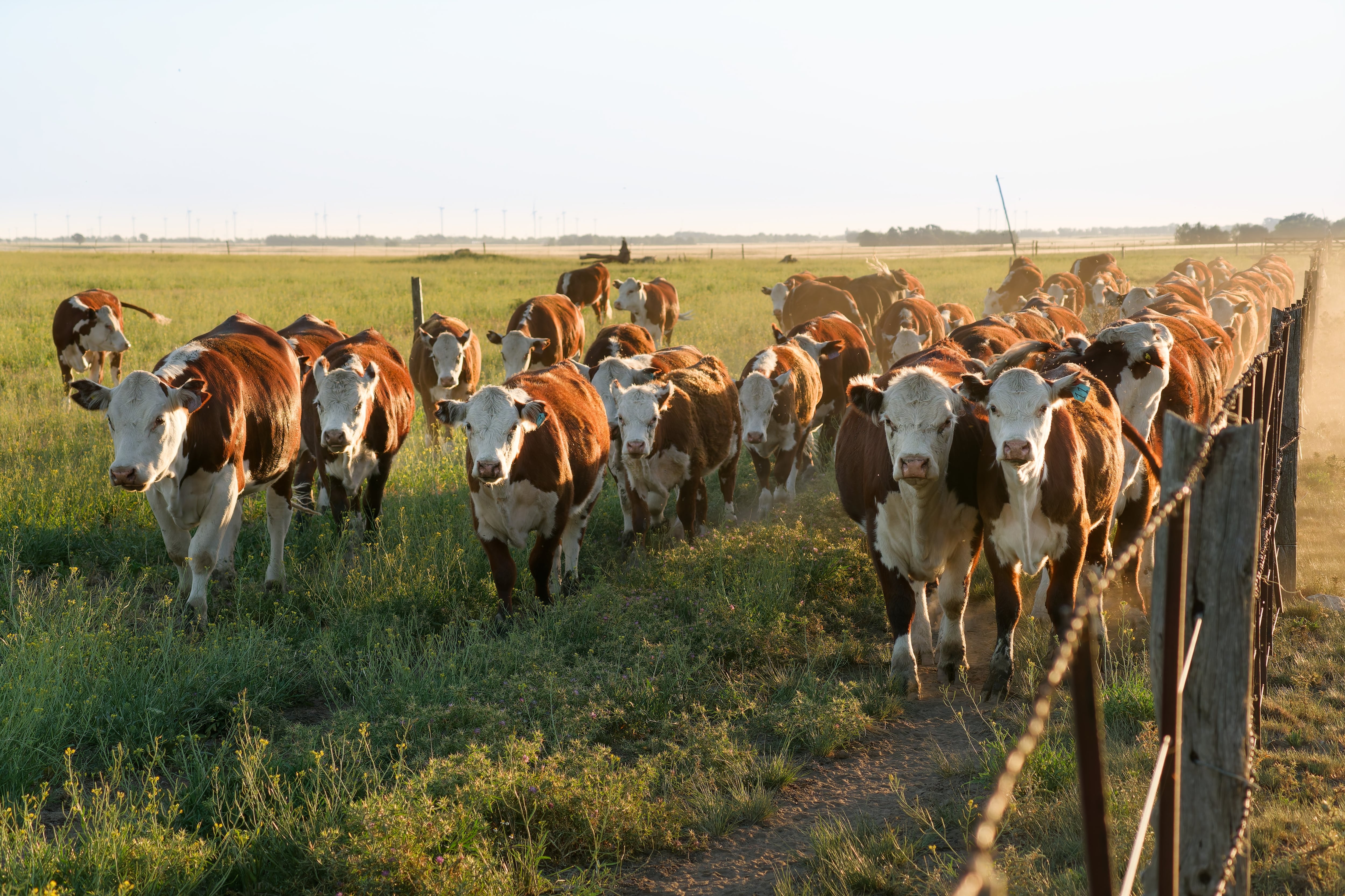 Una agtech impulsa el nuevo negocio de la carne “inteligente”: con un pelo, detectan al ganado con mejor genética Una agtech impulsa el nuevo negocio de la carne “inteligente”: con un pelo, detectan al ganado con mejor genética