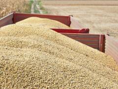 Nuevo cepo al "dólar soja": para entidades agrarias, la medida del Banco Central es "perjudicial para toda la cadena"