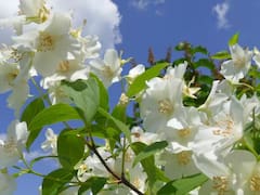 La planta de oro que tiene un aroma único, reduce el estrés, mejora el sueño y calma la ansiedad