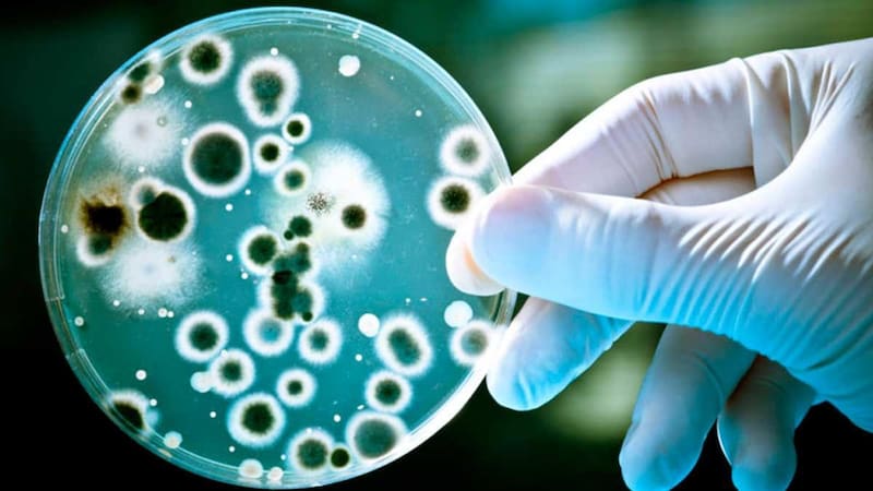 Los síntomas de la melioidosis, la peligrosa infección mortal. Fuente: Archivo.