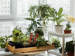 La planta perfecta para el verano: ayuda a reducir la humedad en el ambiente