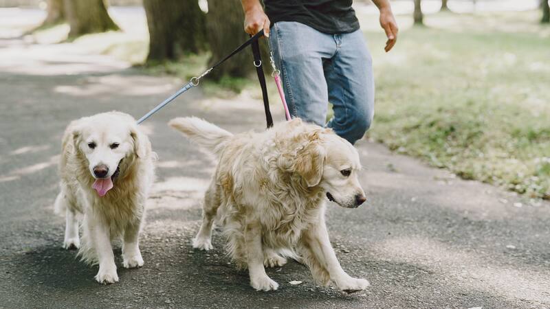 El Padrón de Paseadores de Perros permite a los paseadores obtener reconocimiento oficial como profesionales capacitados.