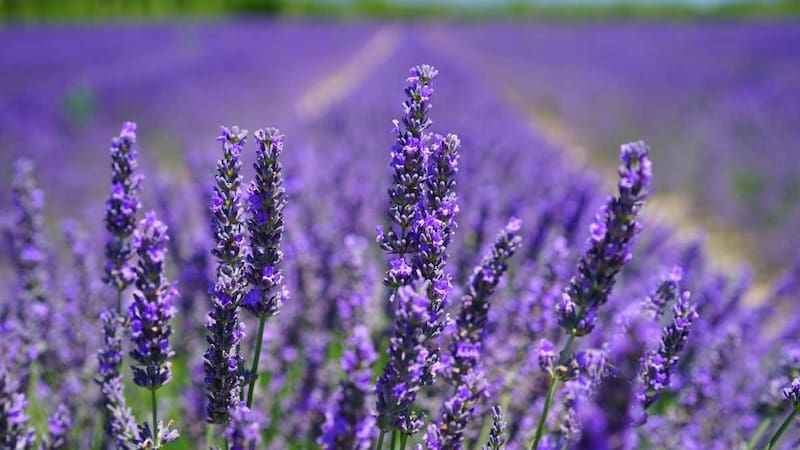 <div class="migrated-promo-image__description"><div class="migrated-promo-image__source">Fuente: Pixabay</div></div>