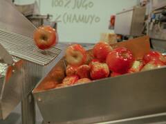 El principal productor de manzanas y peras del país en alerta por bloqueo que impide exportaciones