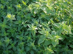 Mezclar vinagre con orégano: por qué recomiendan hacerlo y para qué sirve