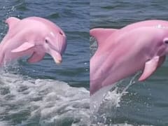 ¿Real o falso? Aseguran haber visto un delfín rosado en Carolina del Norte