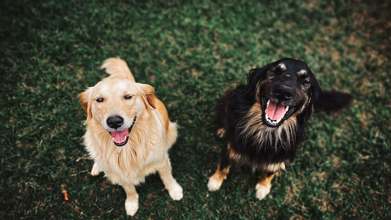 ¿Sabías que el nombre que elijas para tu perro macho puede influir en su personalidad y comportamiento?