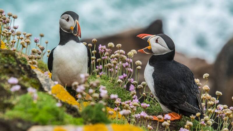 Frailecillos autóctonos de la zona