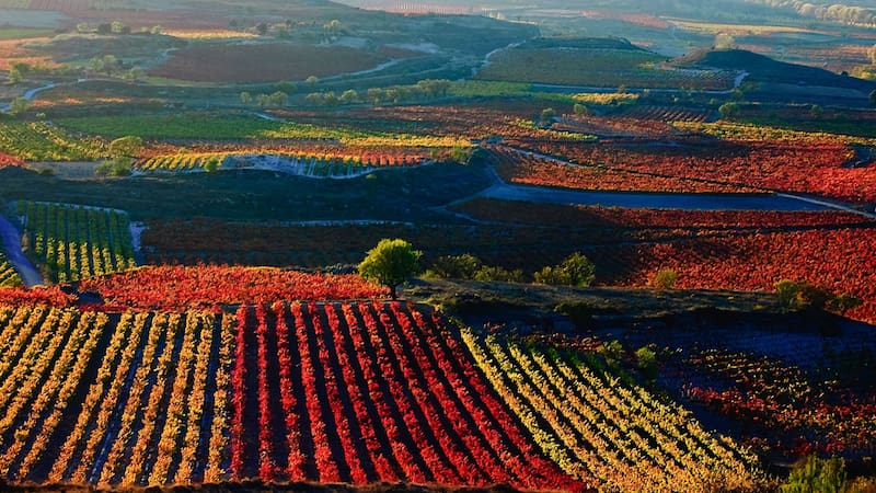 El imperdible chollo de El Corte Inglés para disfrutar 5 noches en La Rioja y recorrer bodegas a tan solo 399 euros.