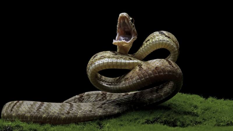 La serpiente "Cabeza de Cobre" es uno de los ejemplares venenosos de Estados Unidos.