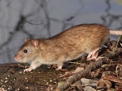 Alerta urgente por hantavirus: estos son los primeros síntomas que aparecen tras el contagio y que la mayoría confunde con un simple resfrío