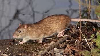 Alerta urgente por hantavirus: estos son los primeros síntomas que aparecen tras el contagio y que la mayoría confunde con un simple resfrío